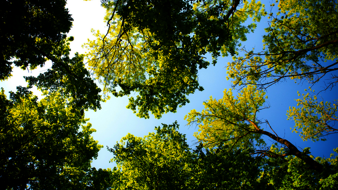 20260228_EUDR_Stellungnahme.png 20260228_EUDR_Stellungnahme.png